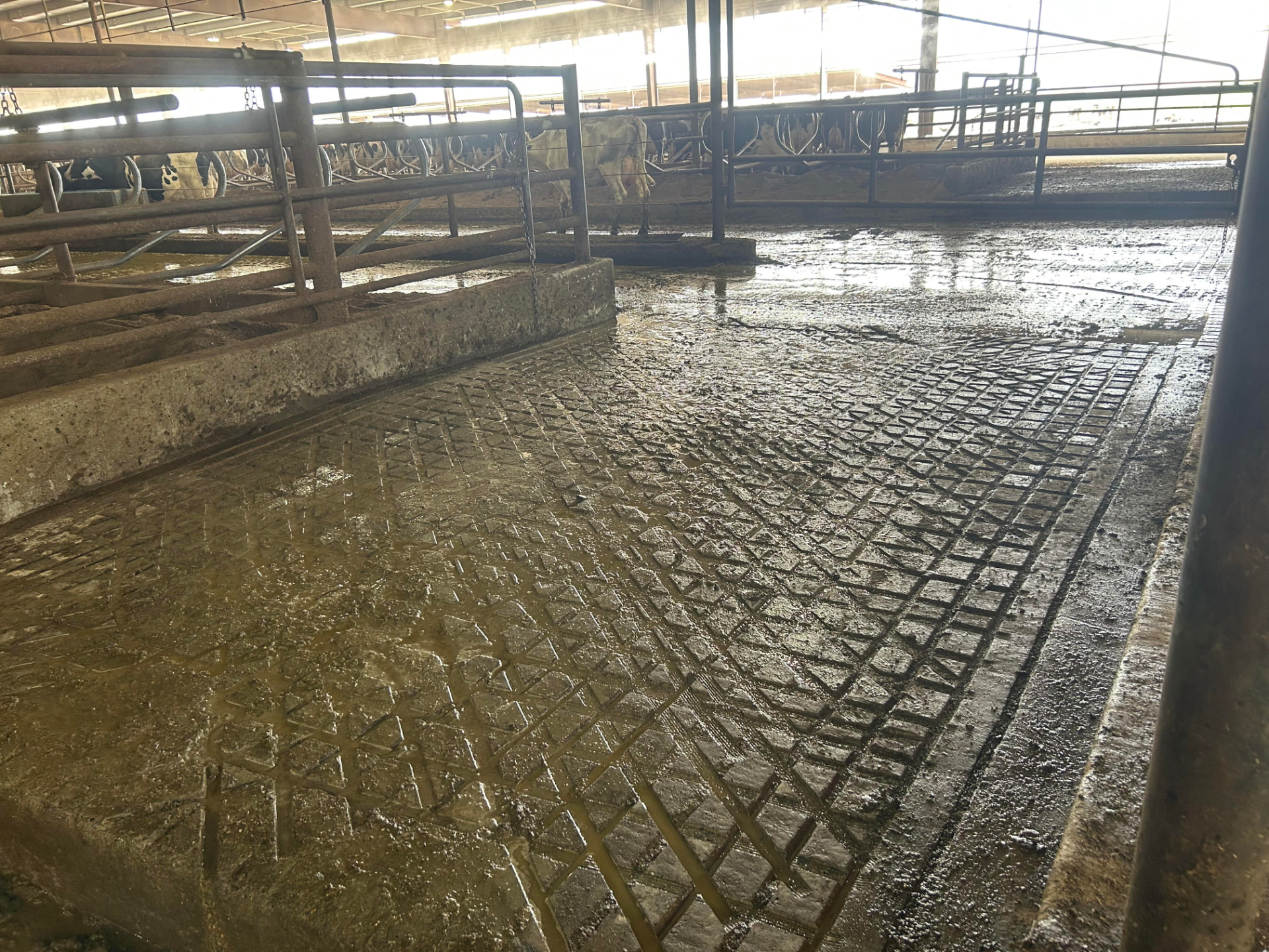 Freshly grooved concrete alley with cows in a free-stall barn