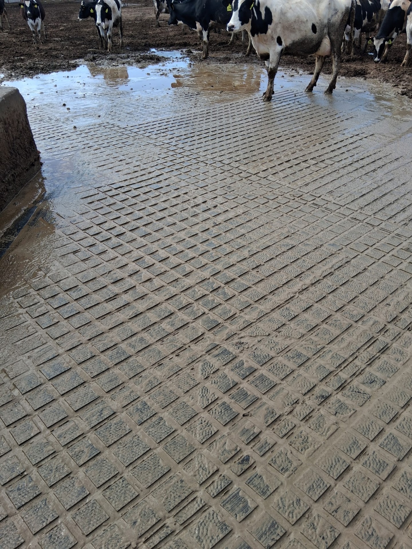 Diamond-pattern grooved concrete alley with cows